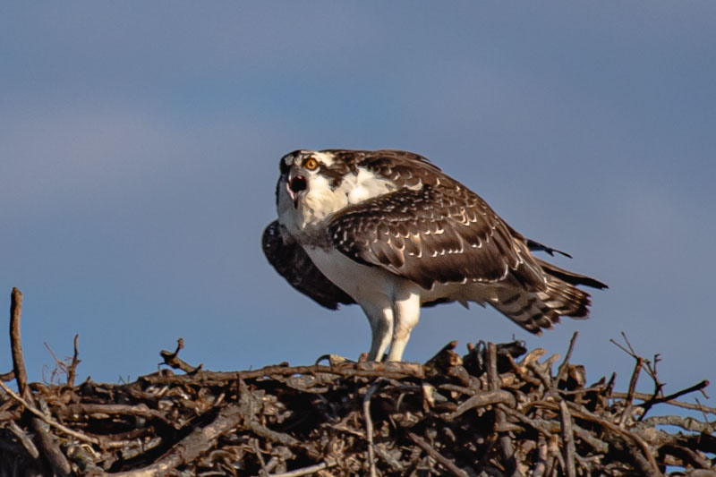 Osprey standing on a stick nest facing the camera with its bill open