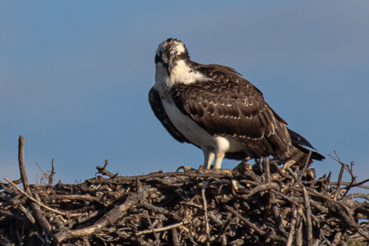 Osprey standing on a stick nest facing the camera with its bill open