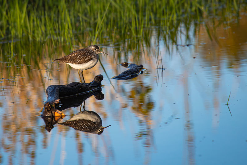 Solitary Sandpiper