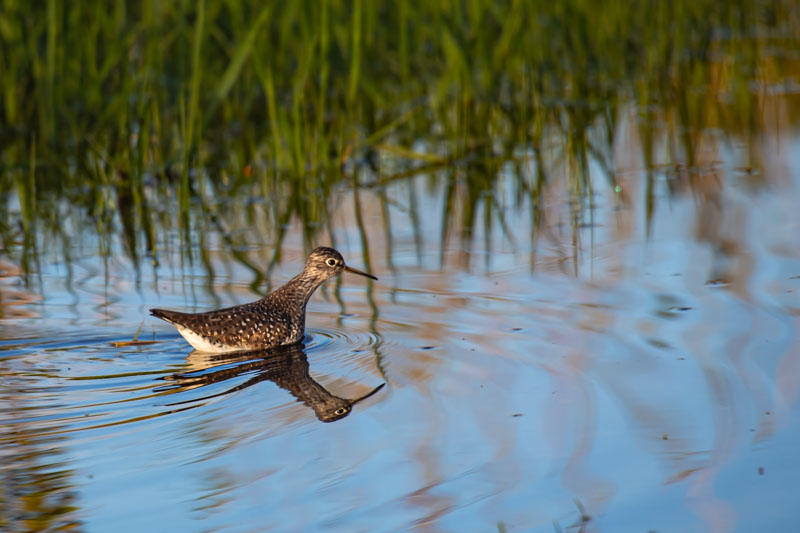 Through Shallow Water