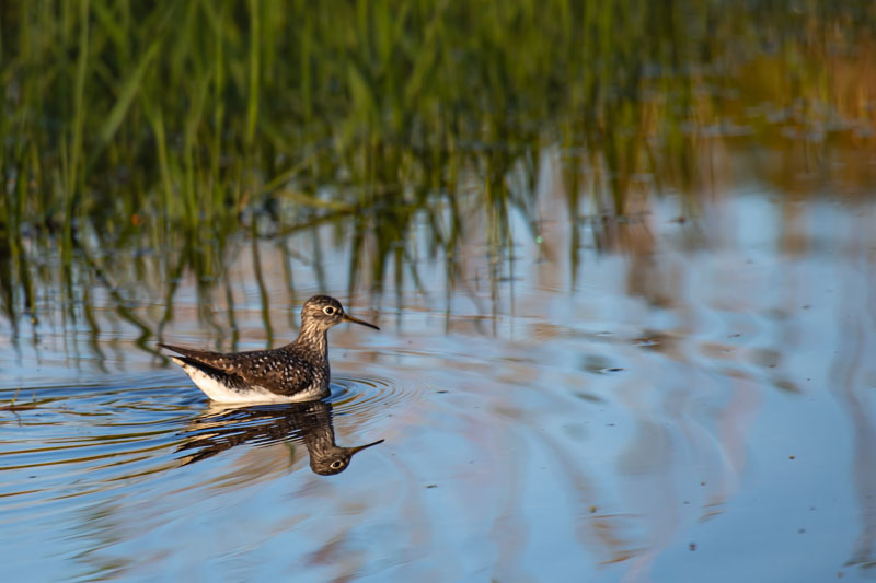 Solitary Sandpiper reflected in shallow wetland water