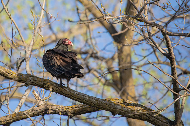Watching from the Branch