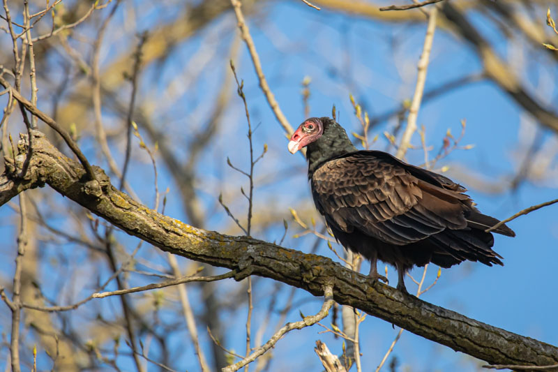 Turkey Vulture