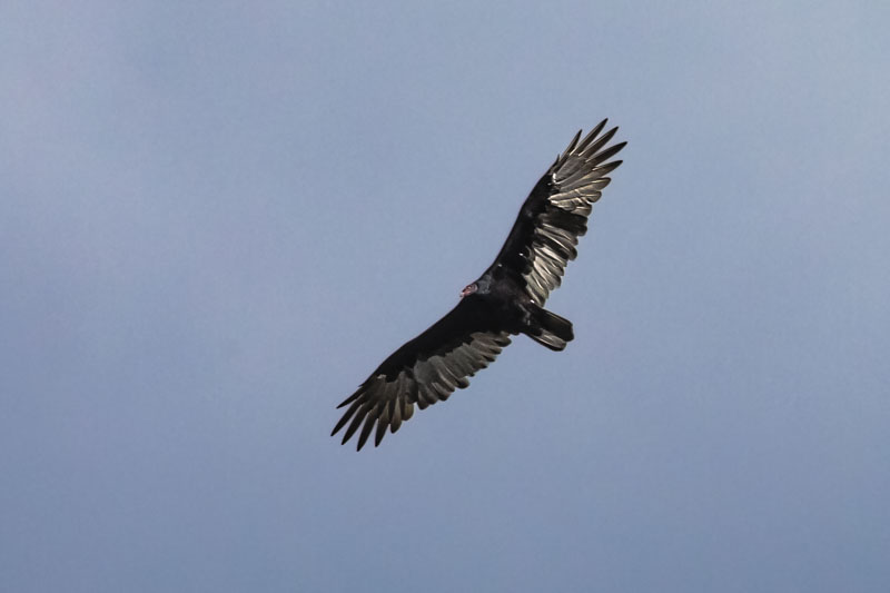 Banking in Open Sky