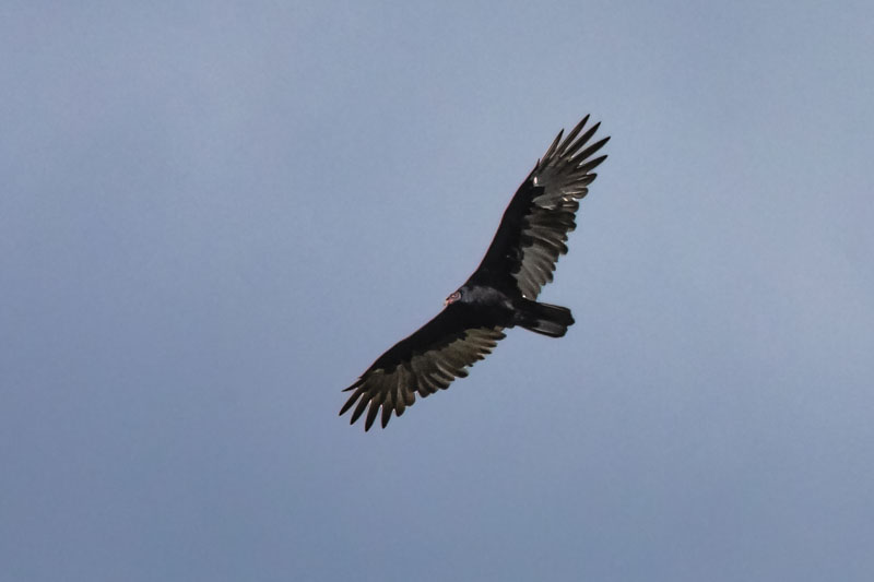 Wing Fingers in the Glide