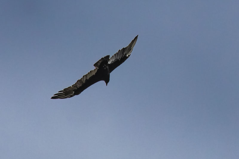 Soaring Silhouette
