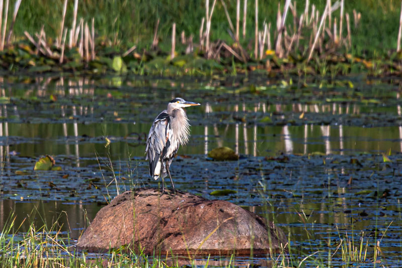 Great Blue Heron