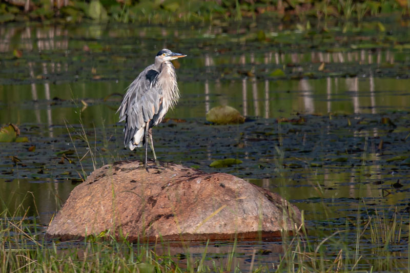 Great Blue Heron