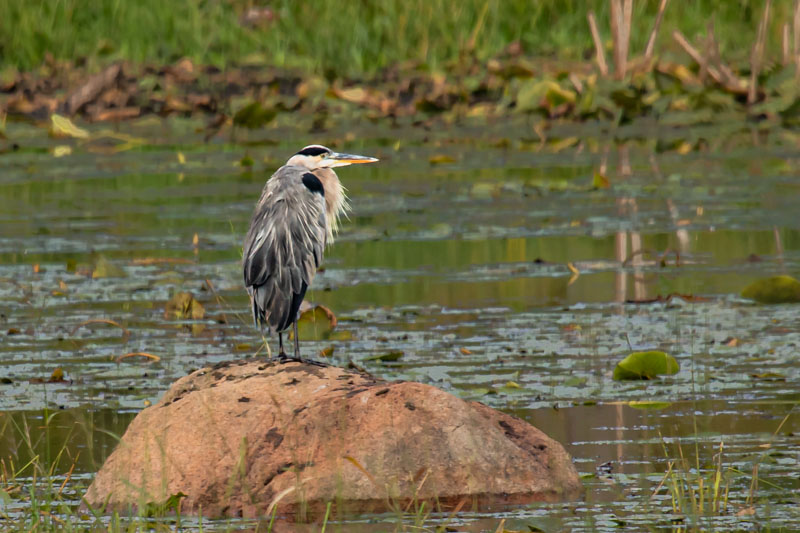 Great Blue Heron