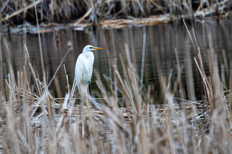 Great Egret standing among marsh reeds