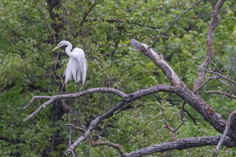 Great Egret perched near another egret in a wooded wetland