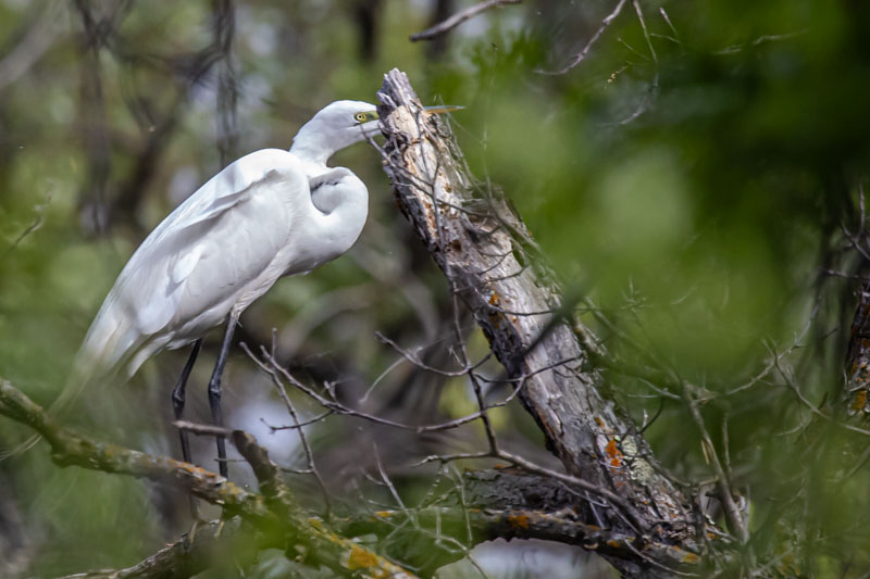 Great Egret showing breeding colors, green lores, and long plumes
