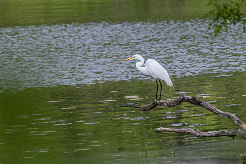 Great Egret showing breeding colors, dark bill, green lores, reddish eye, and plumes