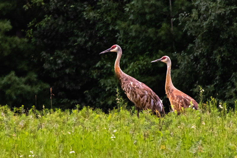 Sandhill Crane in a field of grass
