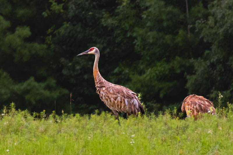 Two Sandhill Cranes moving through tall July meadow grass