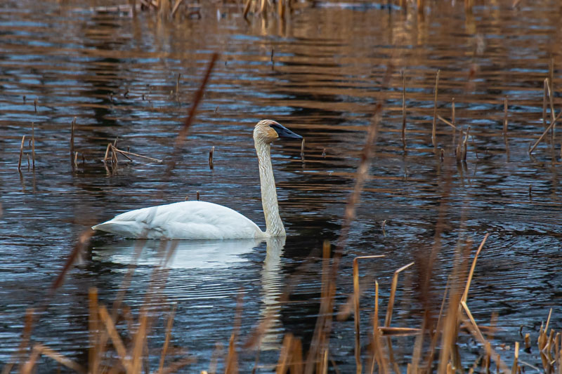 Trumpeter Swan