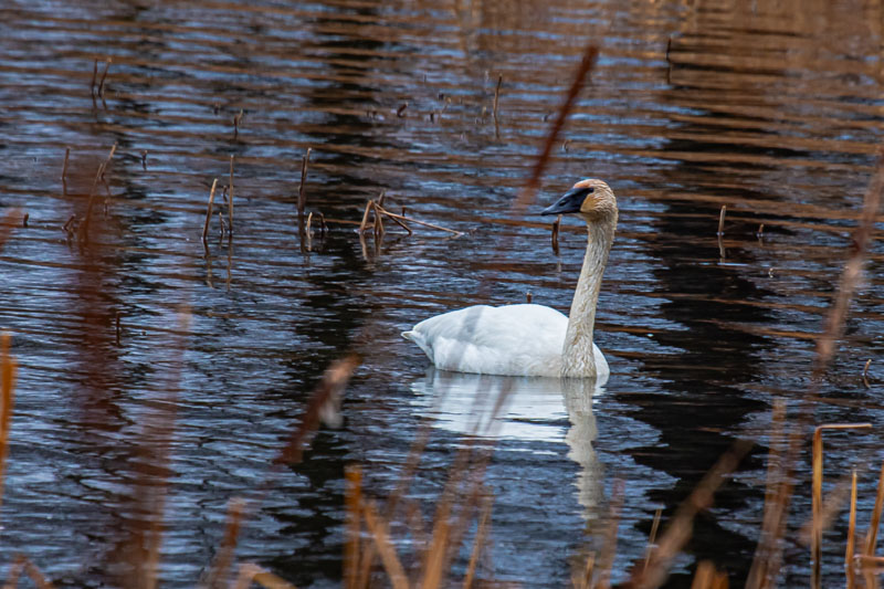 Side Profile — Still Water