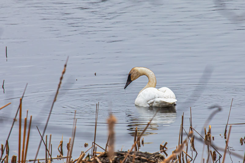 Lowered Head — Feeding Posture