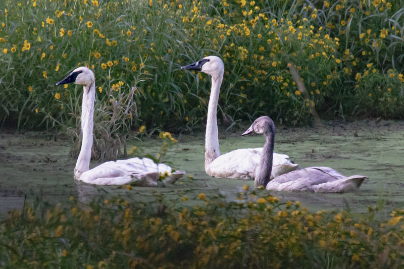 Two adult Trumpeter Swans guiding their gray cygnet through duckweed and late-summer flowers