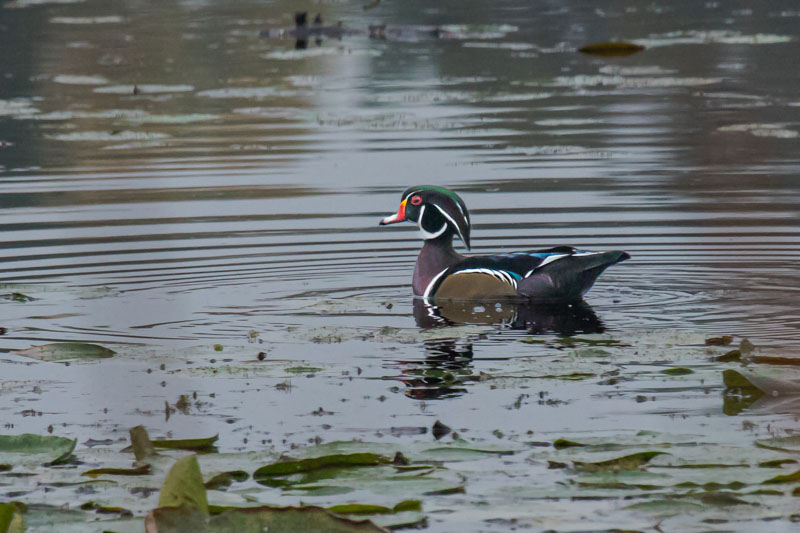 Wood Duck