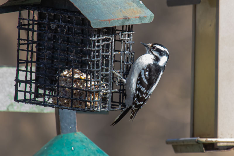 Downy Woodpecker