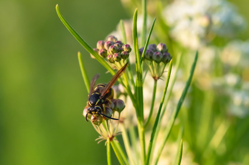 Bald-faced Hornet on milkweed buds