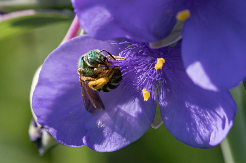 Bright yellow pollen clings to the pollen-collecting hairs of a female Bicolored Striped Sweat Bee.