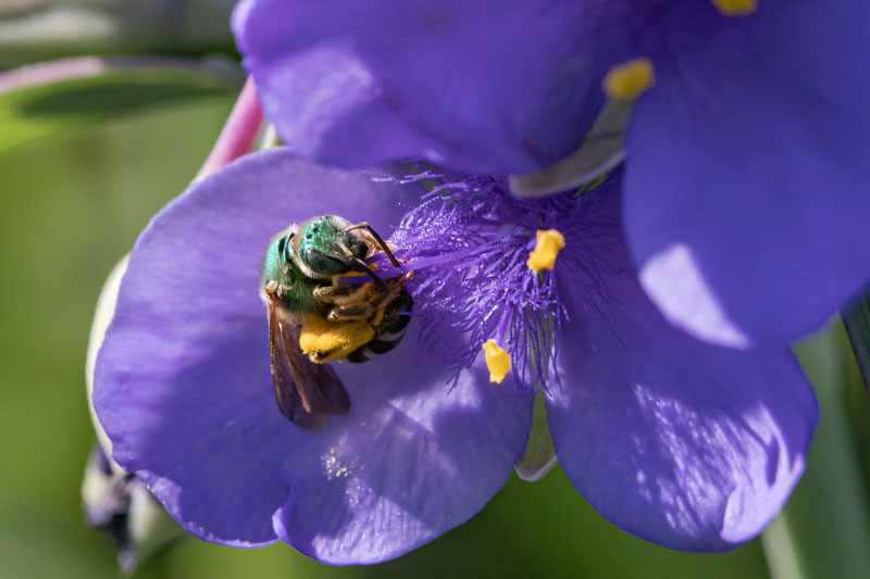 Bicolored Striped Sweat Bee on a flower