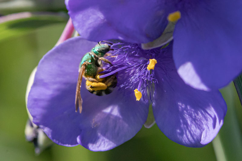 Bicolored Striped Sweat Bee on a flower