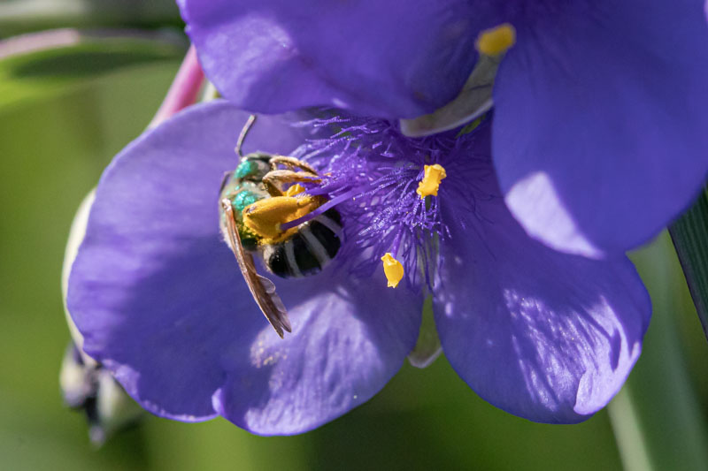 Bicolored Striped Sweat Bee on a flower
