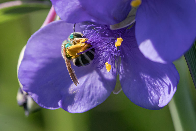 Bicolored Striped Sweat Bee on a flower