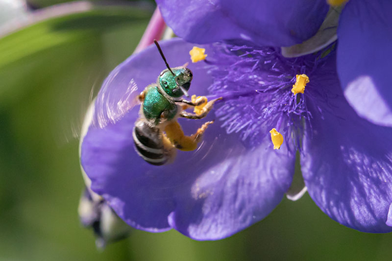 Bicolored Striped Sweat Bee on a flower