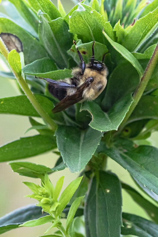 Brown-belted Bumble Bee on flower