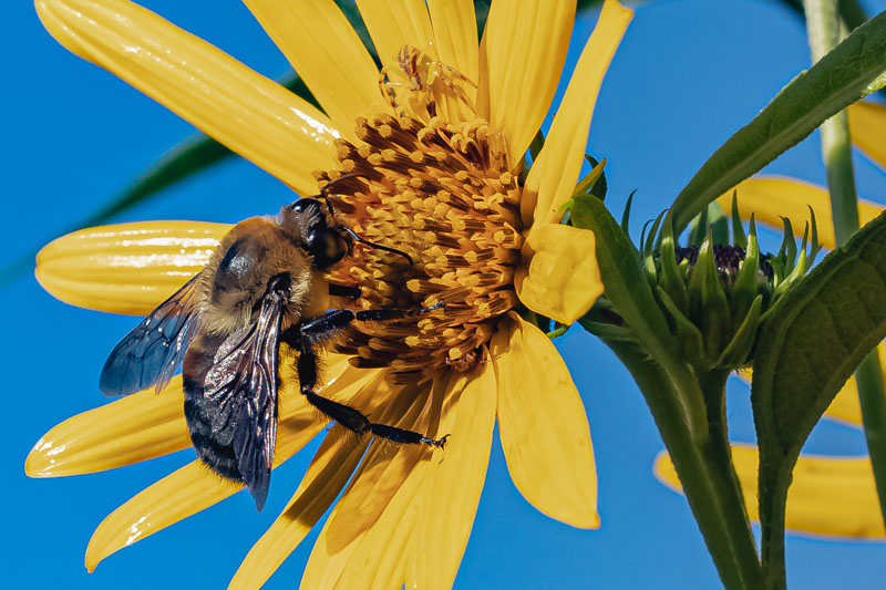 Hidden Lives Among Petals