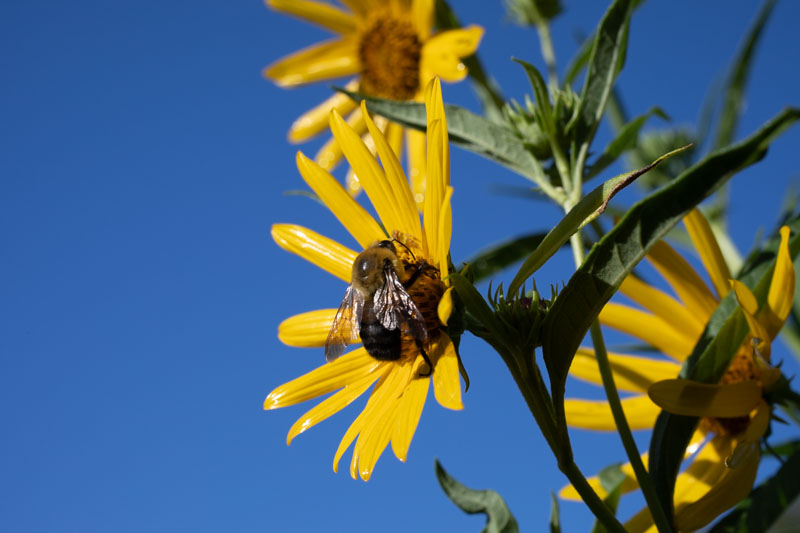 Brown-belted Bumble Bee feeding on a yellow flower while a Crab Spider waits among the petals