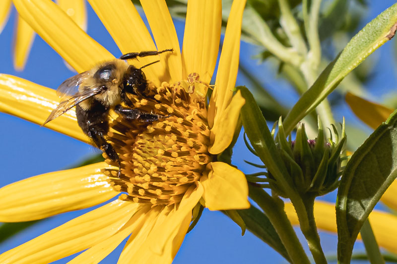 Brown-belted Bumble Bee and Crab Spider sharing a yellow flower in a close encounter beneath a blue sky