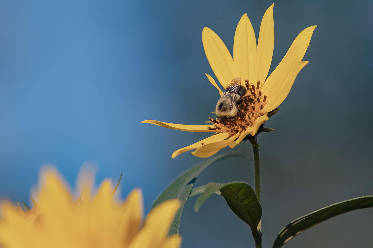 Brown-belted Bumble Bee perched on a yellow flower with a soft blue and green background