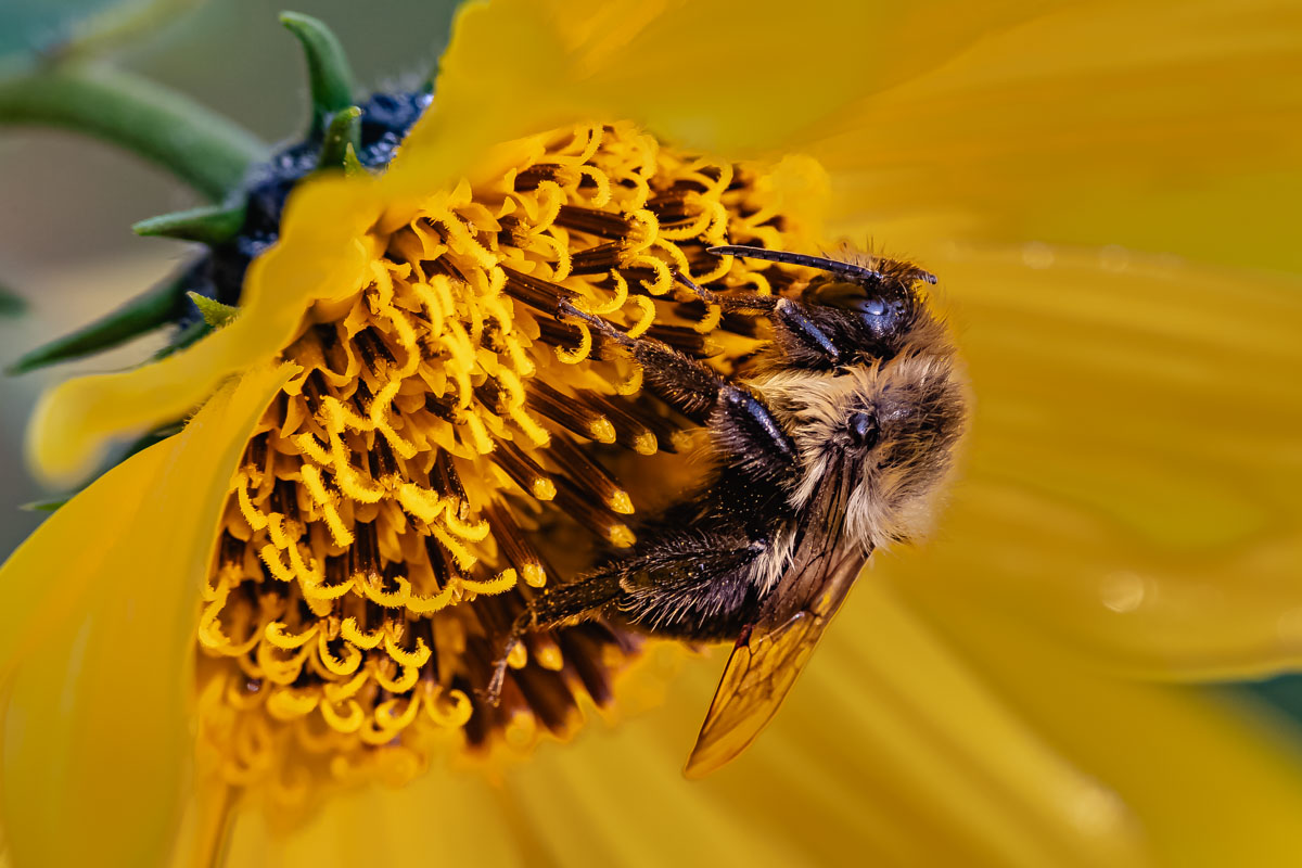Close side view of a Brown-belted Bumble Bee feeding among the disk florets of a yellow flower