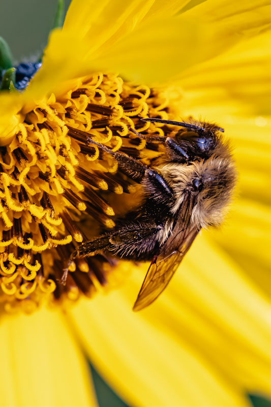 Brown-belted Bumble Bee side view