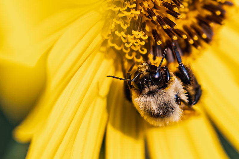 Brown-belted Bumble Bee face