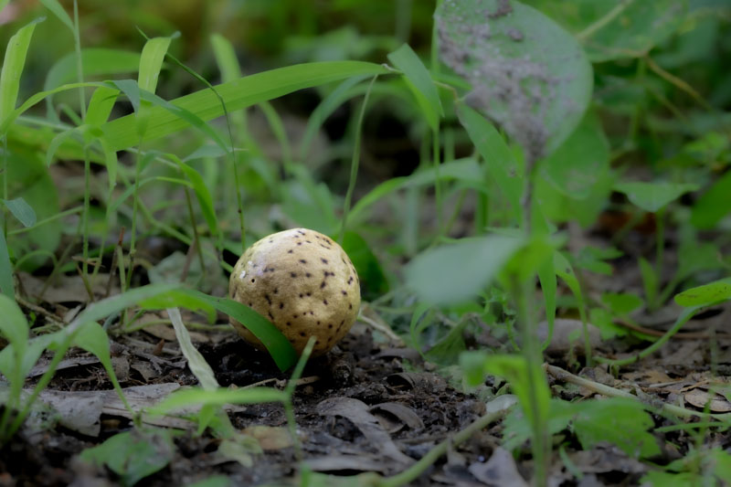Empty oak apple wasp gall with a small exit hole left of center