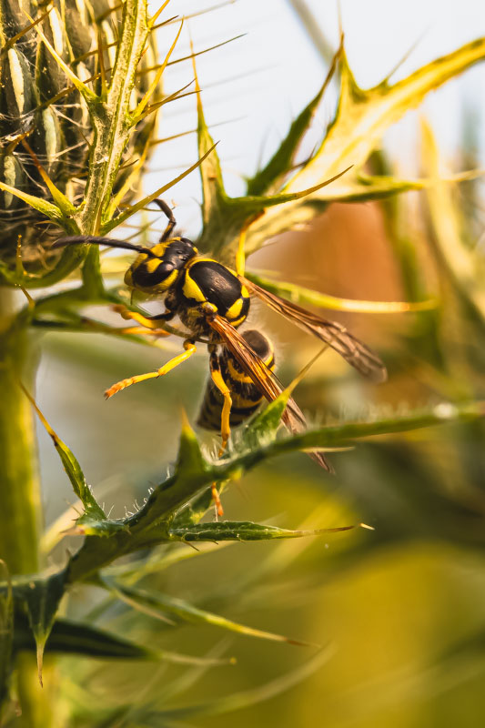 Yellow Jacket showing its black and yellow markings