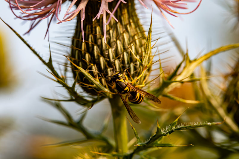 Yellow Jacket Wasp