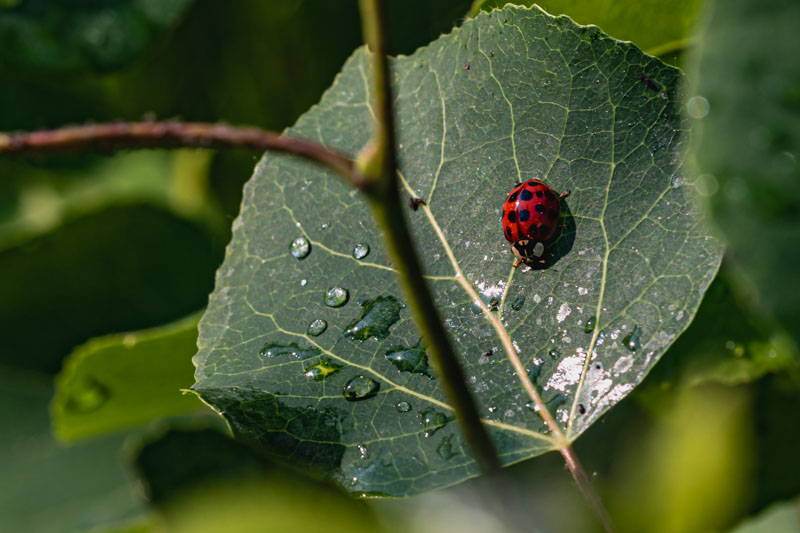Ladybug on Aspen Leaf