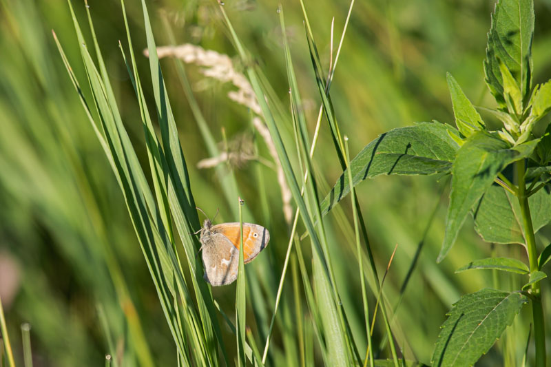 Common Ringlet butterfly resting among tall green grasses