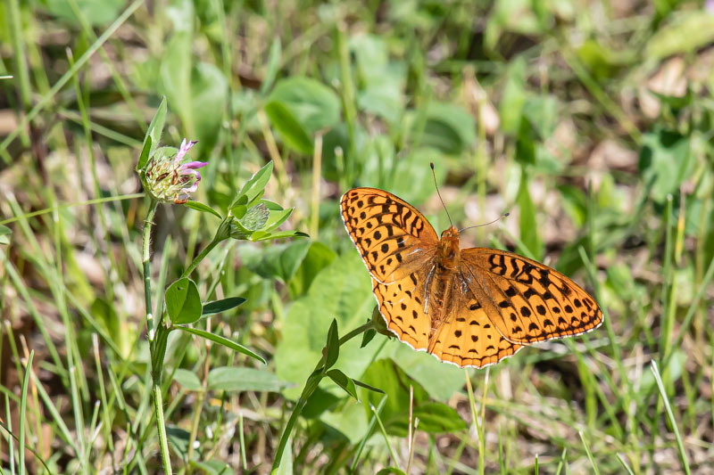 Great Spangled Fritillary butterfly placeholder image
