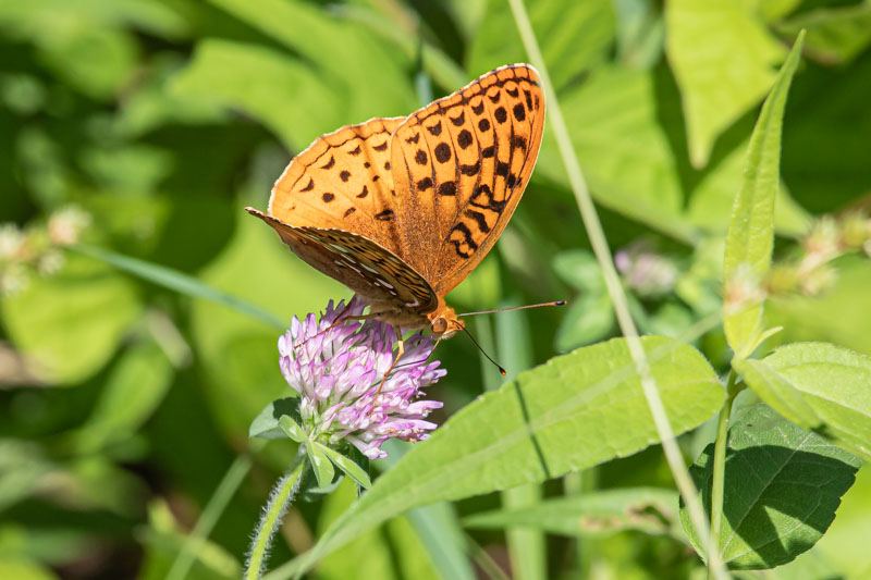 Feeding in Profile