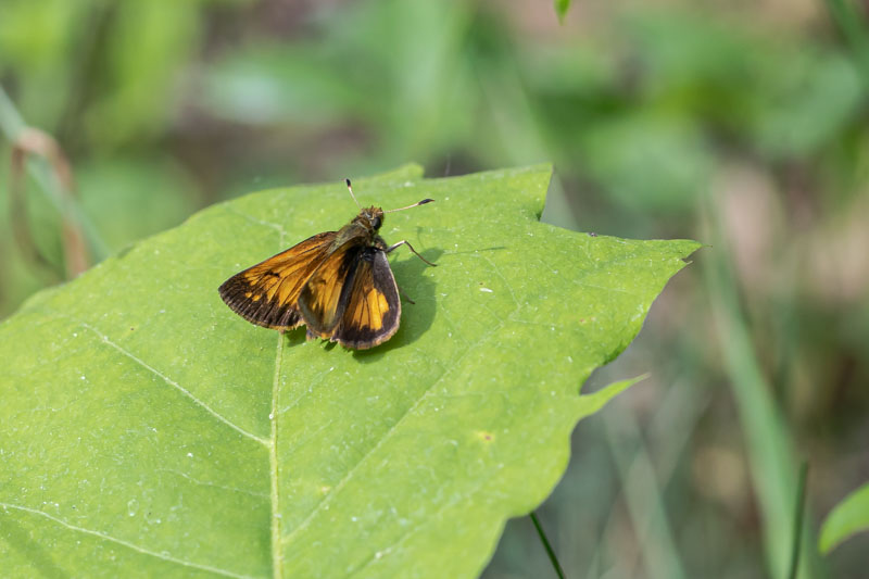 Hobomok Skipper resting low on a broad green leaf
