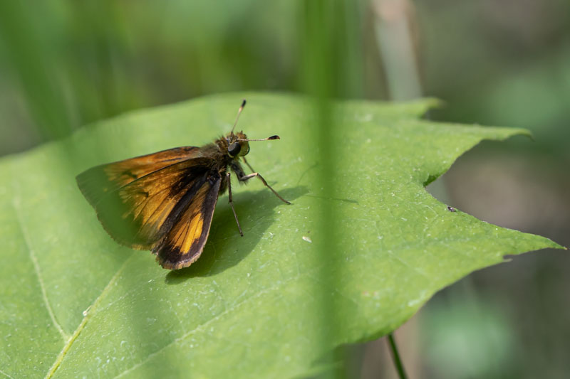 Hobomok Skipper in filtered sunlight