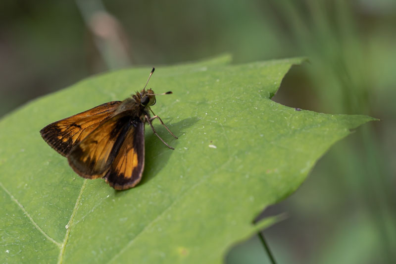 Lepidoptera